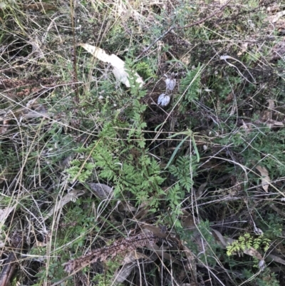 Cheilanthes sieberi subsp. sieberi (Narrow Rock Fern) at Red Hill Nature Reserve - 29 Jul 2022 by Tapirlord