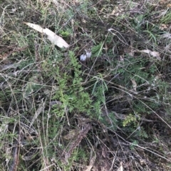 Cheilanthes sieberi subsp. sieberi at Garran, ACT - 29 Jul 2022