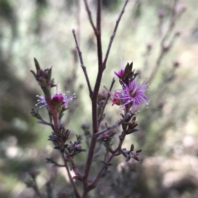 Kunzea parvifolia (Violet Kunzea) at Garran, ACT - 29 Jul 2022 by Tapirlord