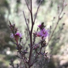 Kunzea parvifolia at Garran, ACT - 29 Jul 2022 01:03 PM