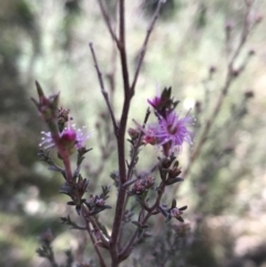 Kunzea parvifolia at Garran, ACT - 29 Jul 2022