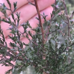 Kunzea parvifolia at Garran, ACT - 29 Jul 2022 01:03 PM