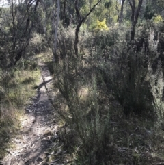 Kunzea parvifolia at Garran, ACT - 29 Jul 2022 01:03 PM