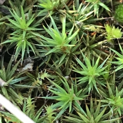 Polytrichum at Red Hill Nature Reserve - 29 Jul 2022 by Tapirlord