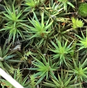 Polytrichum at Garran, ACT - 29 Jul 2022