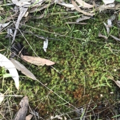 Polytrichum at Garran, ACT - 29 Jul 2022