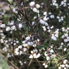 Cryptandra amara (Bitter Cryptandra) at Red Hill Nature Reserve - 29 Jul 2022 by Tapirlord