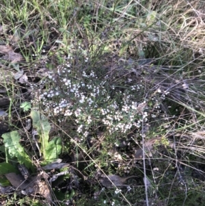 Cryptandra amara at Garran, ACT - 29 Jul 2022 01:00 PM