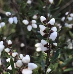 Cryptandra amara at Garran, ACT - 29 Jul 2022 01:00 PM