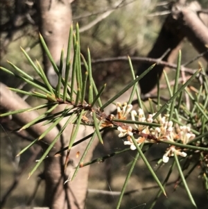 Hakea decurrens subsp. decurrens at Garran, ACT - 29 Jul 2022