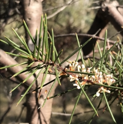 Hakea decurrens subsp. decurrens (Bushy Needlewood) at Garran, ACT - 29 Jul 2022 by Tapirlord