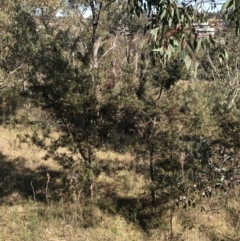 Hakea decurrens subsp. decurrens at Garran, ACT - 29 Jul 2022 12:56 PM