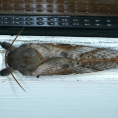 Oxycanus dirempta (Variable Oxycanus) at Ainslie, ACT - 26 Jun 2022 by jb2602