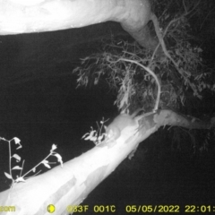 Trichosurus vulpecula (Common Brushtail Possum) at Wodonga - 5 May 2022 by ChrisAllen