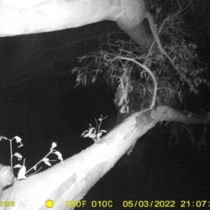 Trichosurus vulpecula at Baranduda, VIC - 3 May 2022 09:07 PM