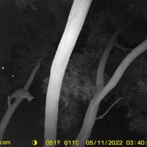 Trichosurus vulpecula at Killara, VIC - 11 May 2022 03:40 AM