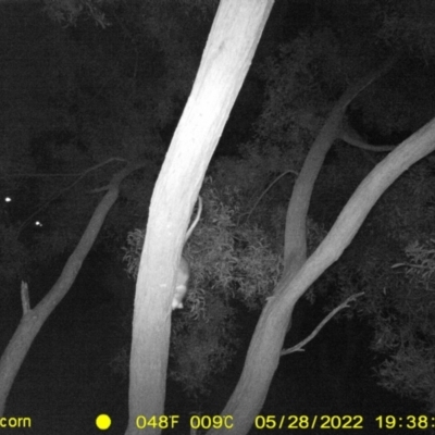 Pseudocheirus peregrinus (Common Ringtail Possum) at Monitoring Site 136 - Riparian - 28 May 2022 by ChrisAllen