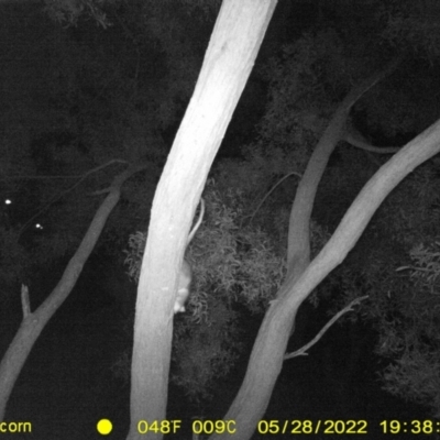 Pseudocheirus peregrinus (Common Ringtail Possum) at Wodonga Regional Park - 28 May 2022 by ChrisAllen