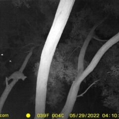 Trichosurus vulpecula (Common Brushtail Possum) at Killara, VIC - 29 May 2022 by ChrisAllen