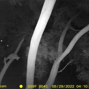 Trichosurus vulpecula at Killara, VIC - 29 May 2022