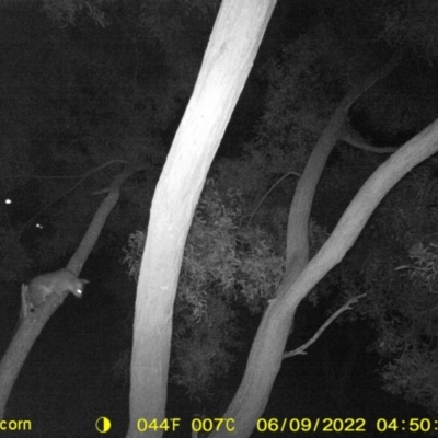 Trichosurus vulpecula (Common Brushtail Possum) at Killara, VIC - 9 Jun 2022 by ChrisAllen