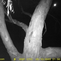 Petaurus norfolcensis (Squirrel Glider) at Wodonga Regional Park - 10 May 2022 by ChrisAllen