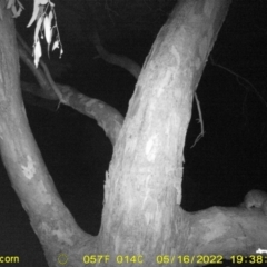 Trichosurus vulpecula (Common Brushtail Possum) at Monitoring Site 150 - Riparian - 16 May 2022 by ChrisAllen