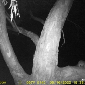 Trichosurus vulpecula at Bandiana, VIC - 16 May 2022 07:46 PM