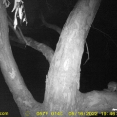 Trichosurus vulpecula at Bandiana, VIC - 16 May 2022 07:46 PM