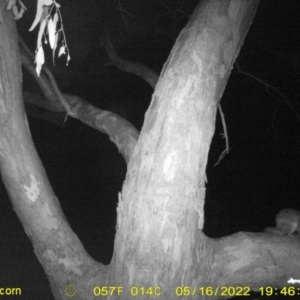 Trichosurus vulpecula at Bandiana, VIC - 16 May 2022 07:46 PM