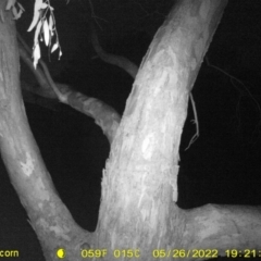 Rattus rattus (Black Rat) at Wodonga Regional Park - 26 May 2022 by ChrisAllen