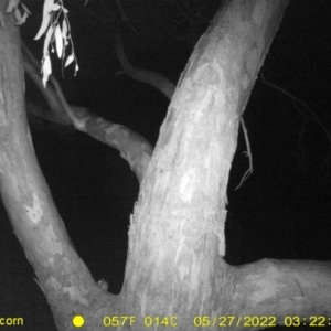 Rattus rattus at Bandiana, VIC - 27 May 2022 03:22 AM