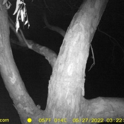 Rattus rattus (Black Rat) at Monitoring Site 150 - Riparian - 26 May 2022 by ChrisAllen