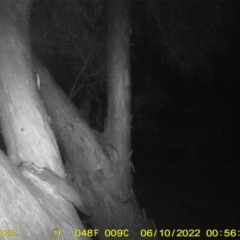 Petaurus norfolcensis (Squirrel Glider) at Wodonga Regional Park - 9 Jun 2022 by ChrisAllen