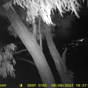 Trichosurus vulpecula at Bandiana, VIC - 9 May 2022 07:43 PM