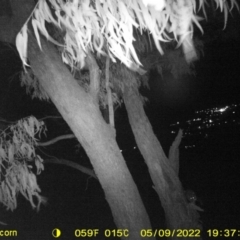 Trichosurus vulpecula at Bandiana, VIC - 9 May 2022 07:43 PM