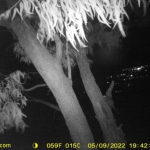 Trichosurus vulpecula at Bandiana, VIC - 9 May 2022 07:43 PM