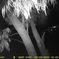 Trichosurus vulpecula at Bandiana, VIC - 9 May 2022