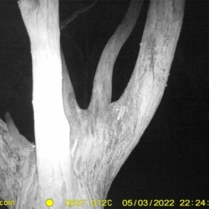 Petaurus norfolcensis at Baranduda, VIC - 3 May 2022 10:24 PM