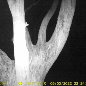 Petaurus norfolcensis at Baranduda, VIC - 3 May 2022 10:24 PM