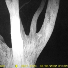 Petaurus norfolcensis at Baranduda, VIC - 5 May 2022 01:32 AM