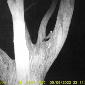 Petaurus notatus at Baranduda, VIC - 9 May 2022