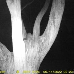 Trichosurus vulpecula (Common Brushtail Possum) at Baranduda, VIC - 11 May 2022 by ChrisAllen