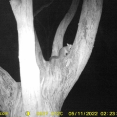 Trichosurus vulpecula at Baranduda, VIC - 11 May 2022 02:23 AM