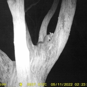 Trichosurus vulpecula at Baranduda, VIC - 11 May 2022 02:23 AM
