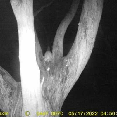 Trichosurus vulpecula (Common Brushtail Possum) at Wodonga - 16 May 2022 by ChrisAllen