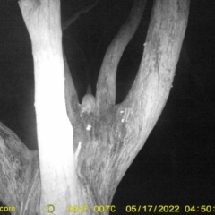 Unidentified Possum (TBC) at Baranduda, VIC - 16 May 2022 by ChrisAllen