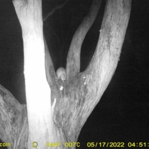 Trichosurus vulpecula at Baranduda, VIC - 17 May 2022 04:51 AM