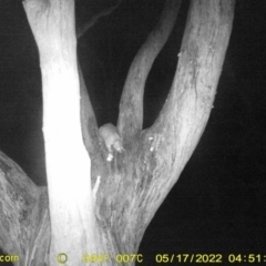 Trichosurus vulpecula at Baranduda, VIC - 17 May 2022 04:51 AM