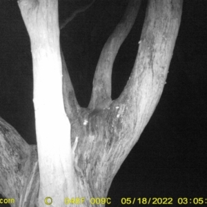 Petaurus sp. at Monitoring Site 119 - Road - 18 May 2022 03:05 AM